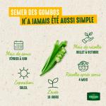 Potagères - Gombo Clemson Spineless - Cuisine du Monde - image